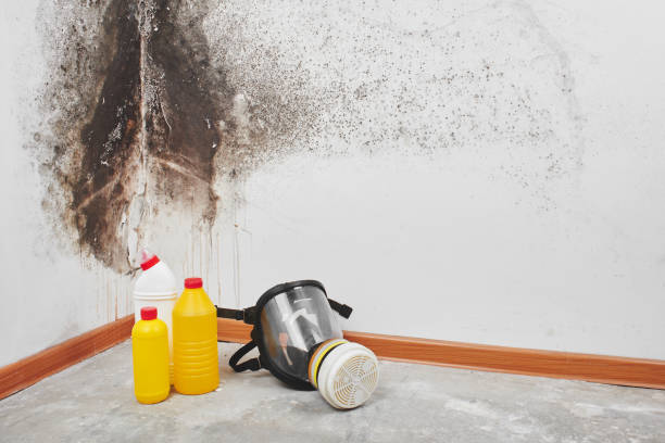 Best Environmental Consulting for Mold Prevention  in La Cygne, KS